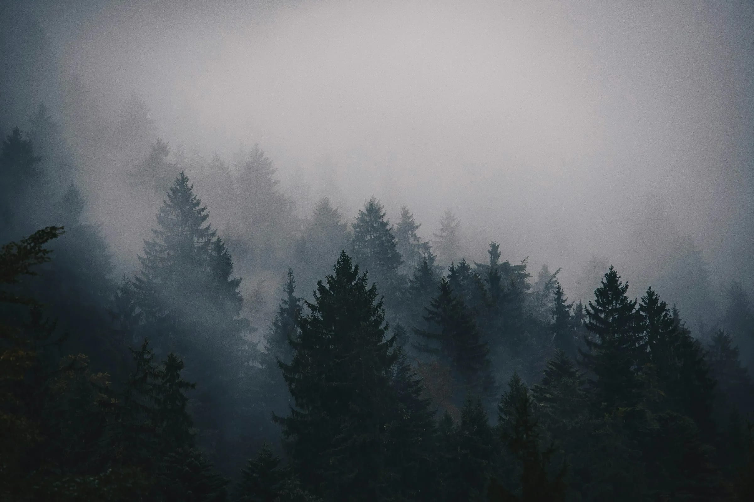 Pines standing in dense mountain fog, almost monochrome blue-grey